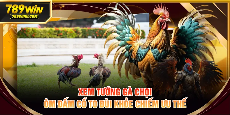 Xem tướng gà chọi ôm đấm cổ to đùi khỏe chiếm ưu thế